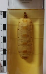 LDUCZ-L87 Termite queen Macrotermes bellicosus 