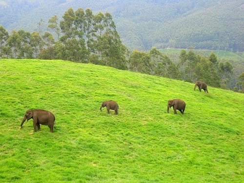 Wild Elephants, Munnar Aruna at ml.wikipedia [CC BY-SA 3.0 (http://creativecommons.org/licenses/by-sa/3.0)], via Wikimedia Commons