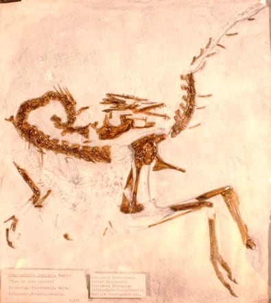 Image of LDUCZ-X418 cast of Compsognathus longipes from Grant Museum of Zoology UCL