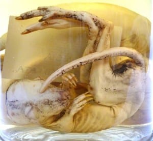 Preserved woylie pouch young. Bettongia penicillata. LDUCZ-Z2465