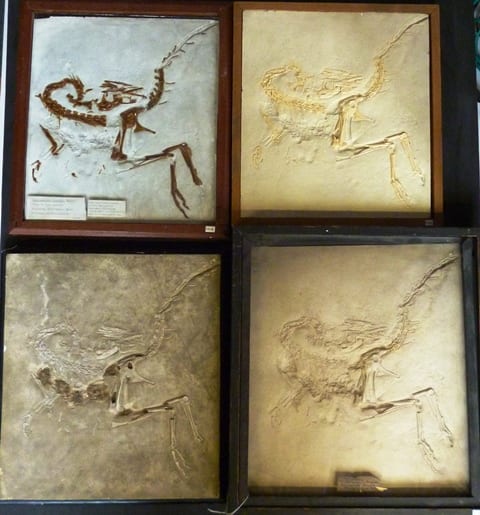 Image of the four Grant Museum casts of Compsognathus longipes