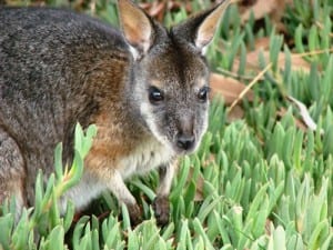 A tammar wallaby - the first Australian mammal to be described. (C) Jack Ashby
