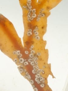 Close up of LDUCZ G105 Spirorbis preserved in fluid