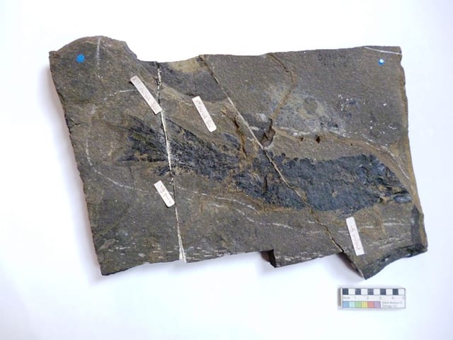 Image of LDUCZ NON1486 Tristichopterus alatus fossil from the Grant Museum of Zoology