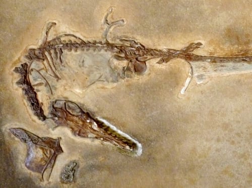 LDUCZ-X1093 Rhamphorhynchus muensteri fossil detail