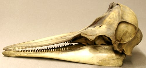 LDUCZ-Z2277 common dolphin skull (Delphinus sp.)
