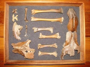 The second box of dodo bones. LDUCZ-Y105
