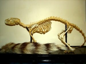 The ringtail skeleton. Bassariscus astutus. LDUCZ-Z1116