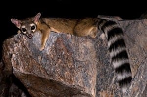 A ringtail Robertbody at en.wikipedia [CC BY-SA 3.0 (http://creativecommons.org/licenses/by-sa/3.0)], via Wikimedia Commons
