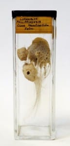 Glass sponge specimen Lophacalux philippinensis LDUCZ-B57
