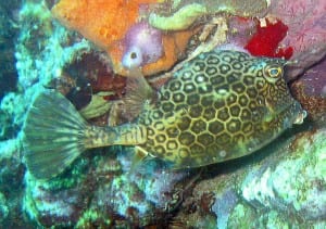Honeycomb cowfish - "Lactophrys polygonia" by Jan Derk - http://en.wikipedia.org/wiki/Image:Honeycomb_cowfish.jpg. Licensed under Public Domain via Commons - https://commons.wikimedia.org/