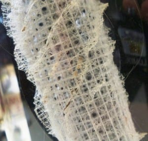 Venus flower basket glass sponge. LDUCZ-B29 Euplectella aspergillum