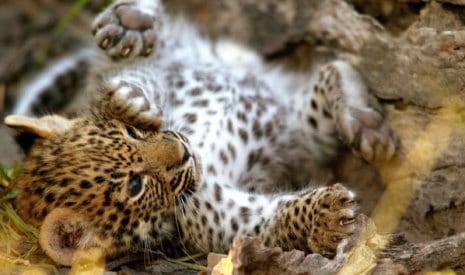 Leopard cub. Image by FrontierEnviro; CC-BY-SA-3.0; via Wikimedia Commons 