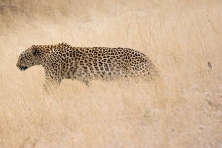Leopard in the long grass. Image by Greg Willis; CC BY-SA 2.0; via Wikimedia Commons