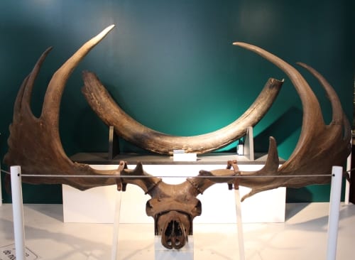 Mammoth tusk behind Megaloceros