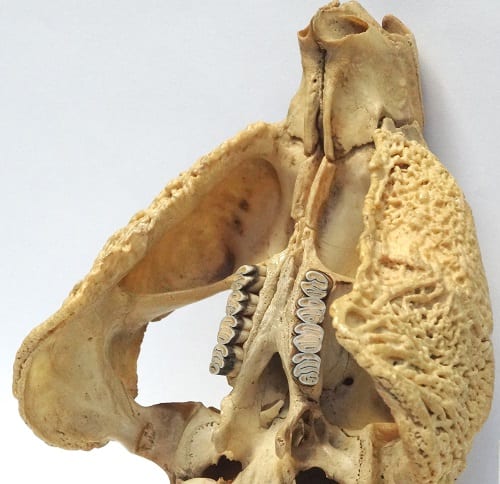 LDUCZ-Z195 Cuniculus paca skull showing pouch in cheek bone
