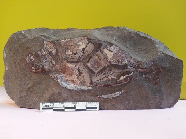Image of LDUCZ-V956 Pterichthyoides fossil fish from the Grant Museum of Zoology