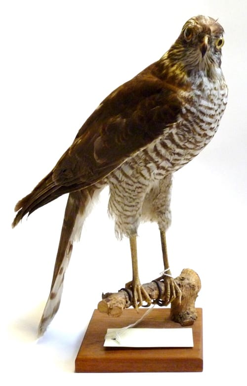 LDUCZ-Y1549 female sparrowhawk taxidermy