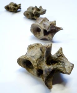 LDUCZ-X1111 Dimetrodon vertebrae