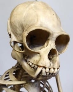 Close up shot of the grey gibbon skull
