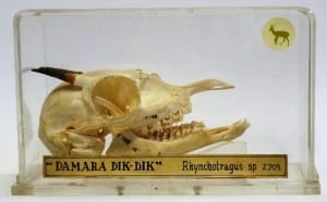 LDUCZ-Z709 dik-dik (Madoqua sp. )skull 