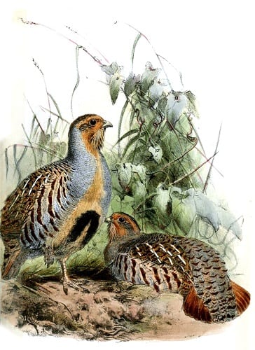 Illustration of Daurian Partridges