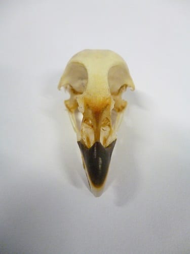 Front view of Phasianidae cranium