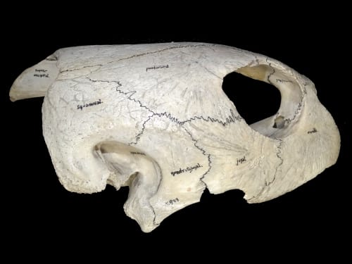 LDUCZ-X833 annotated green turtle skull