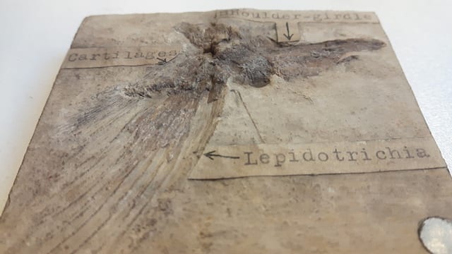 Image of LDUCZ-V1560 Lepidotes sp. fossil from the Grant Museum of Zoology