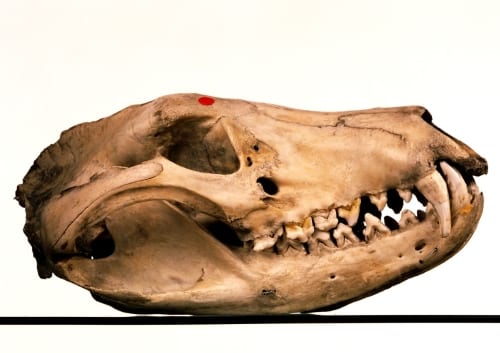 LDUCZ-Z90 Thylacine skull [Grant Museum, UCL / Fred Langford-Edwards]