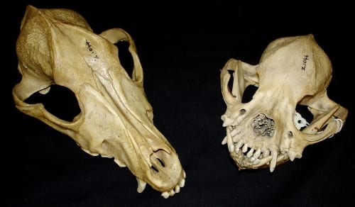 LDUCZ-Z1044 & LDUCZ-Z1046 skulls of two different dog breeds [Grant Museum, UCL]