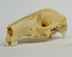 Rock wallaby skull. LDUCZ-Z845