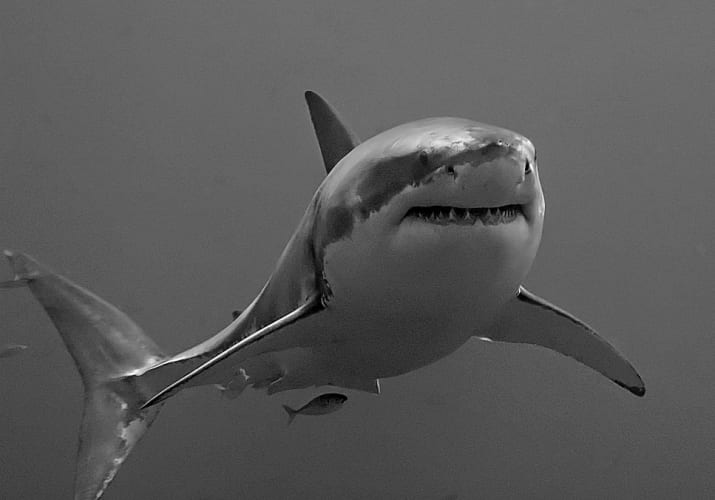 Great white shark; image by Terry Goss; CC-BY-SA-3.0 via wikimedia commons