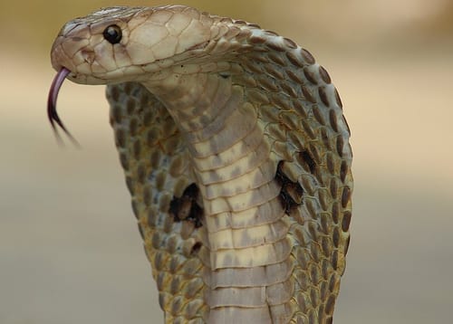 Indian cobra; image by Kamalnv; CC-BY-3.0; via Wikimedia Commons