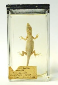 Rough-nosed lizard (Ceratophora aspera) LDUCZ-X431
