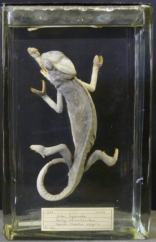 LDUCZ-X79 preserved common chameleon