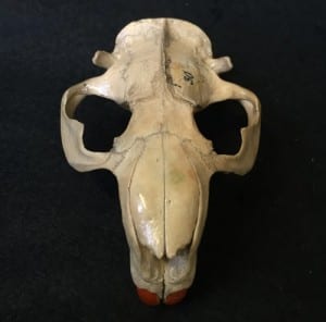 Beaver skulls have huge areas for jaw muscles, and weird-looking ear tubes. LDUCZ-Z2731