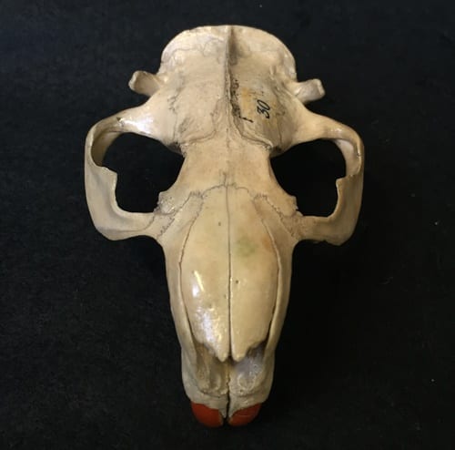 Specimen of the Week 230: The Beaver Skull | UCL UCL Culture Blog