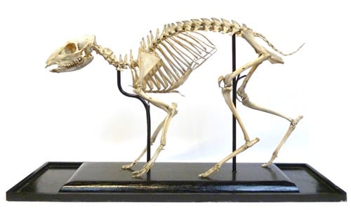 LDUCZ-Z523 Mouse-deer skeleton