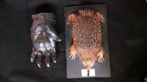 The cast of a gorilla's hand and an echidna (LDUCZ-Z467 and LDUCZ-Z7)