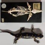 A European mole skeleton and a freeze-dried fire salamander, which have very similar dimensions. surprisingly. (LDUCZ-Z2169 and LDUCZ-W508)