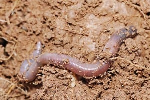 Earth worm taken by Fir0002 Obtained from commons.wikimedia.org