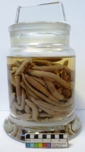 Jar of earthworms LDUCZ-G281