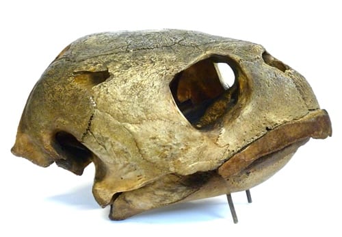 LDUCZ-X11 loggerhead turtle skull. Note the bullet hole towards the back of the head.