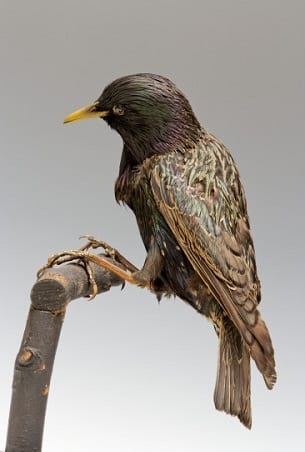 Photo highlighting the starling's green and purple feathers
