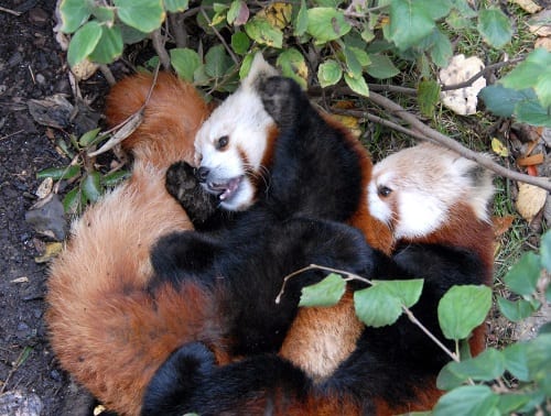 Red panda cubs. Image by Jonathan L Kang; CC BY-SA 2.0; via Wikimedia Commons.