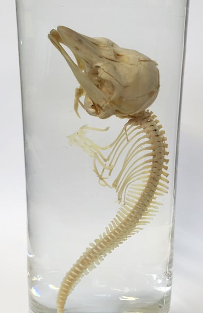 LDUCZ-Z3092 - Close up image of the dolphin foetus specimen