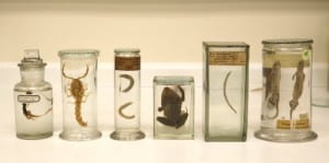 Fluid preserved specimens newly conserved