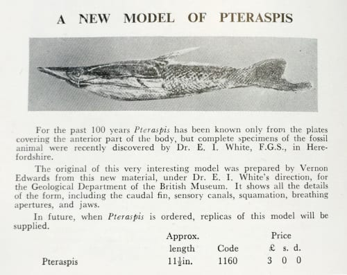 Description of Pteraspis model in 'A Catalogue of Plaster Cast Models of Extinct Animals' Gregory, Bottley & Co. Baysford Press Ltd. 1957