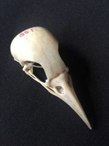 Less bird-of paradise skull. LDUCZ-Y1696
